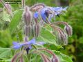 2003-0702Borage